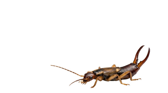 Common earwig insect with large pincers, brown dermaptera bug macro photography, garden pest and creepy crawly invertebrate isolated PNG with Transparent Background