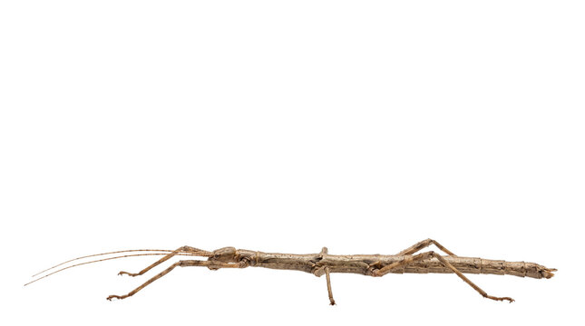 Stick insect walking on white, brown phasmid bug with long legs and antennae, exotic walking stick insect in profile view, tropical phasmatodea macro isolated PNG with Transparent Background