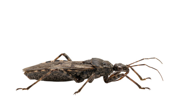 Macro insect photography of a brown assassin bug, predatory wheel bug side view, detailed shield bug with textured exoskeleton and long antennae isolated PNG with Transparent Background