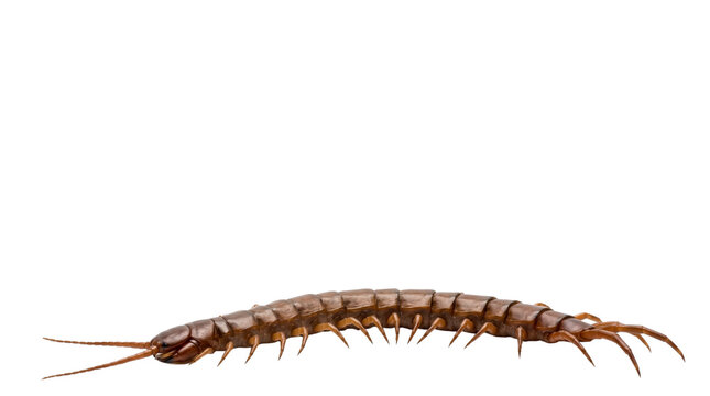 Giant brown centipede crawling, predatory scolopendra insect with many legs, venomous arthropod macro photography for biology education isolated PNG with Transparent Background