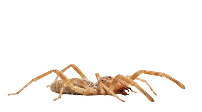 Camel spider profile view, solifugae wind scorpion macro photography, desert arachnid with long legs and large chelicerae, exotic predatory insect isolated PNG with Transparent Background