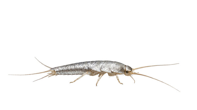 Silverfish insect macro photography, Lepisma saccharina household pest, metallic silver bristletail bug, common indoor wingless insect infestation isolated PNG with Transparent Background