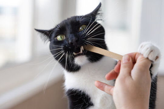 Playful black and white tuxedo cat biting a wooden nail file held by a woman's hand indoors