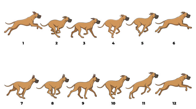 A detailed vector illustration showing a sequence of twelve frames depicting a dog running cycle