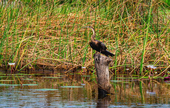 African darter bird perched on tree stump in river swamp water with reeds and water lilies.