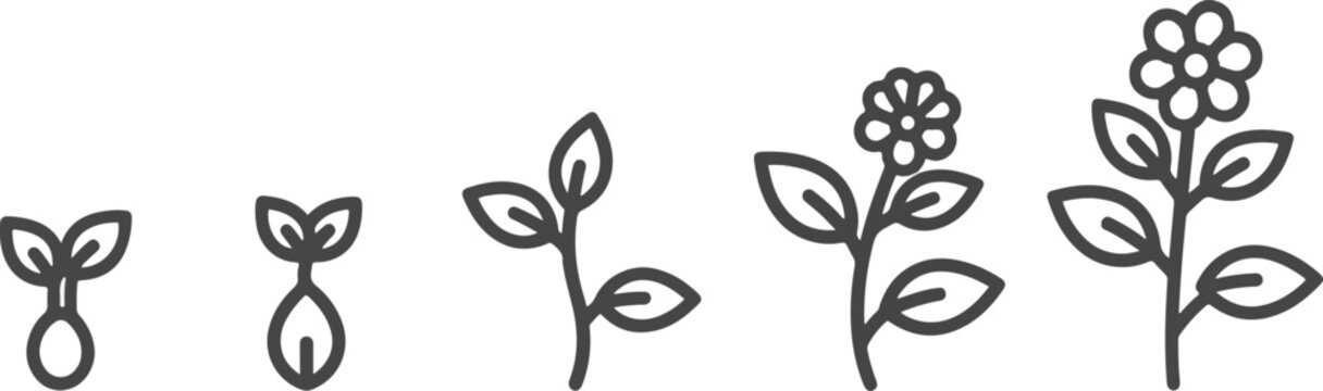 Stages of Plant Growth from Seedling to Flowering Plant.