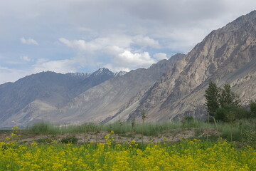 Fototapeta premium A beautiful field of vibrant yellow mustard flowers blooming in an alpine valley under massive rugged mountain ranges in Ladakh, Himalayas.