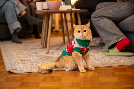 Golden British Shorthair cat wearing a green and red knitted Christmas sweater sits on the floor of a cozy living room with family members relaxing behind. A warm and funny festive pet scene for the