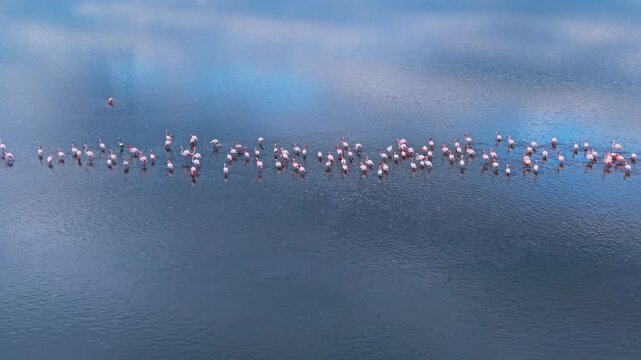 Flamingo line formation wading through blue reflective lake. Aerial view of pink birds in a row on still water with cloud reflections and soft tones.