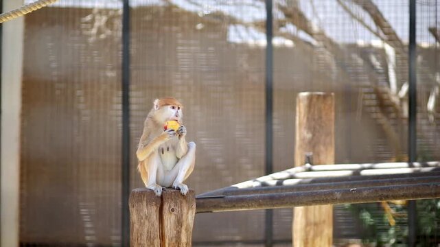 Patas monkey (Erythrocebus patas) sitting on a wooden post inside an enclosure at Monkey Park in Tenerife, Canary Islands, Spain