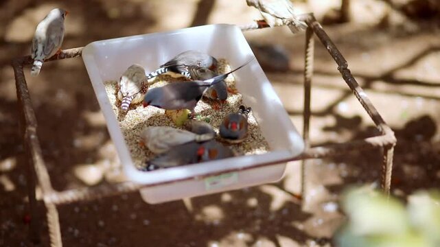Zebra finches eating birdseed from a feeder at Monkey Park in Tenerife, Spain, showing small exotic birds in an aviary