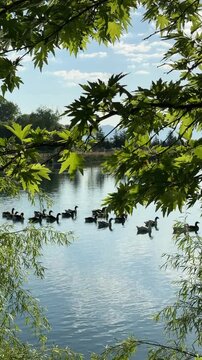 Mystical Flock of Geese Swimming in a Forest Pond