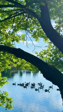 Scenic View of Geese on a Misty Lake Seen Through Trees