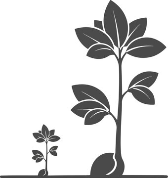 Illustration of plant growth from seed to mature plant.