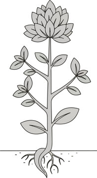 Detailed Illustration of a Flowering Plant with Roots and Leaves.