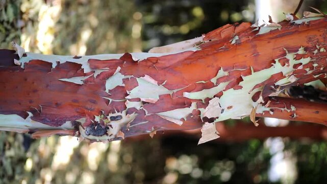 Closeup of Canary madrone tree bark peeling in sunlight in Tenerife, Canary Islands, Spain