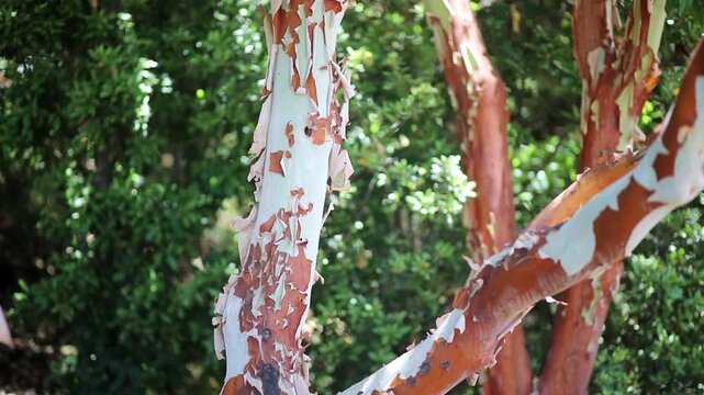 Closeup of Canary madrone tree bark peeling in sunlight in Tenerife, Canary Islands, Spain