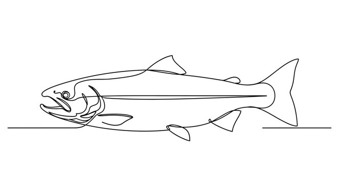 Salmon fish line drawing, simple seafood illustration, aquatic animal concept