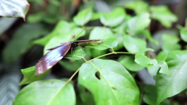 Butterfly resting on a green leaf in a butterfly park in Icod, Tenerife, with focus on the head and proboscis as it extends its proboscis