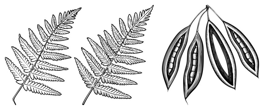 sketches of delicate fern greenery and organic seed casings. These botanical specimens, like fiddleheads or spore pods, showcase intricate work and natural textures.