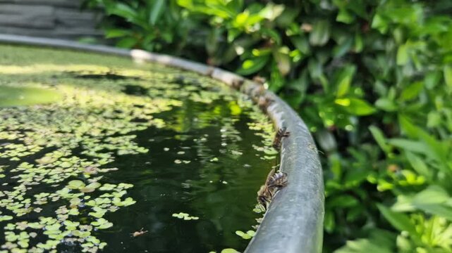 cylinder flowerpot covered with plants, which are probably duckweed floating plant with very fast growth and water lilies. Bees on edge of the stainless steel tank use it as source of drinking water. 