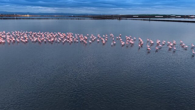 Diagonal flamingo formation crossing salt flat lagoon at dusk. Elevated drone shot of long pink row with mountains, dark water and overcast sky.