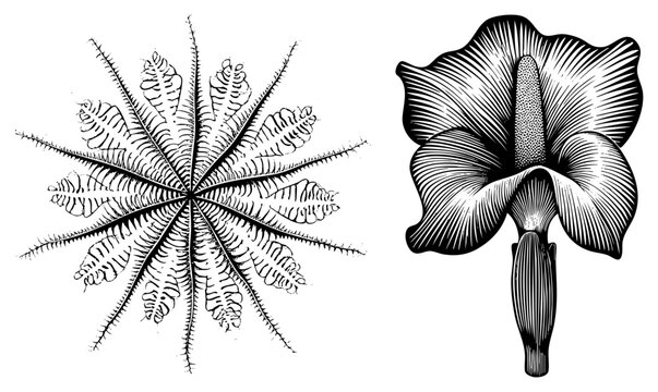 Detailed black and white botanical illustration featuring a spadix bloom and its large spathe. This rare corpse flower specimen, also known as a titan arum or stinking lily, shows intricate.