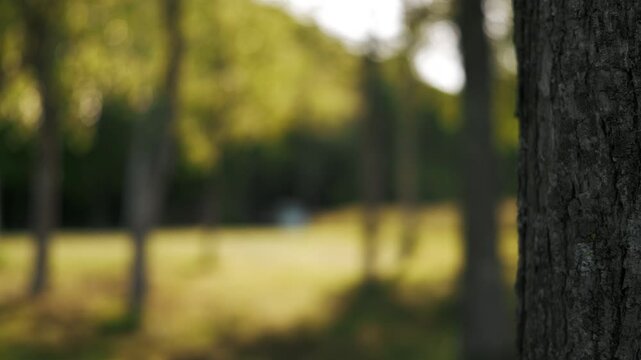 Close-up of a tree trunk in the foreground with a park landscape in the background