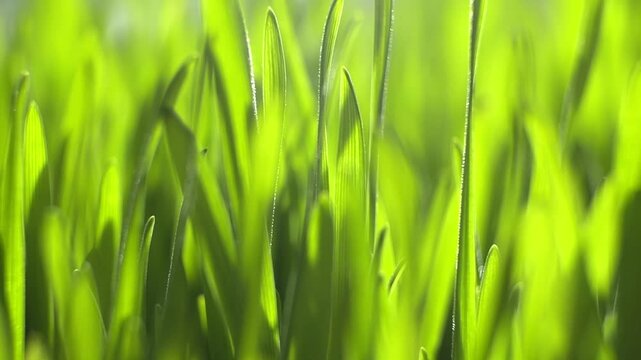 Fresh green grass blades sway gently in sunlight. Soft focus highlights dewy tips and vibrant hues. Natural outdoor growth captured in close-up detail