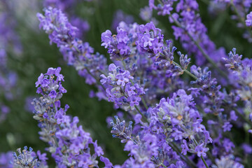 Obraz premium Lavender flowers bloom in vibrant purple hues under sunlight in a tranquil garden