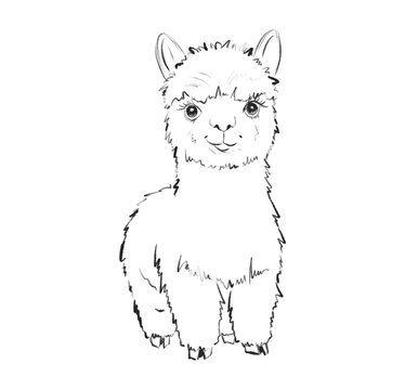 Cute llama stands and looks at the viewer with a friendly expression in a simple drawing style on a white background