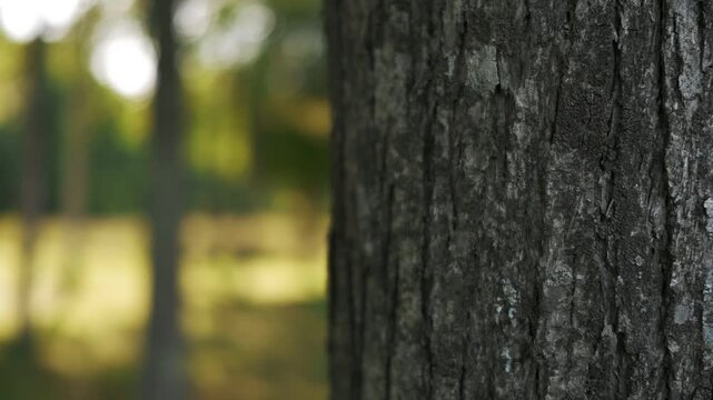 Close-up of a tree trunk in the foreground with a park landscape in the background