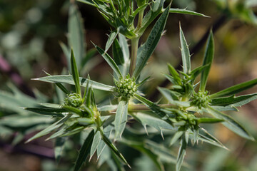Fototapeta premium Eryngium campestre thriving in a natural habitat showcasing its unique spiky leaves and green flower buds under bright sunlight