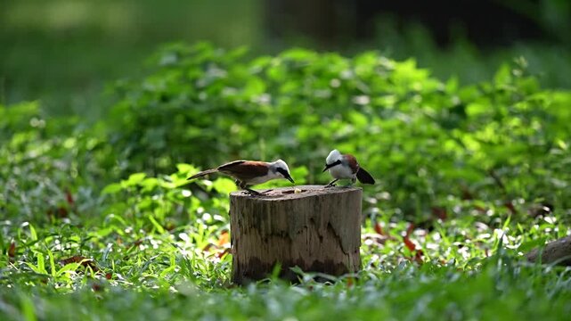 A white-headed owl is standing on a log and eating worms.
