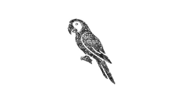 Sketch parrot icon animation - smooth progressive reveal