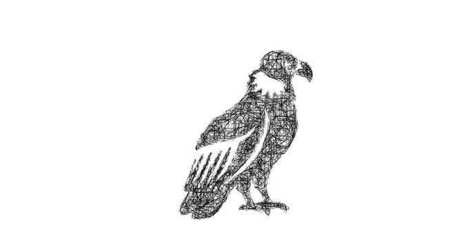 Sketch condor icon animation - smooth progressive reveal