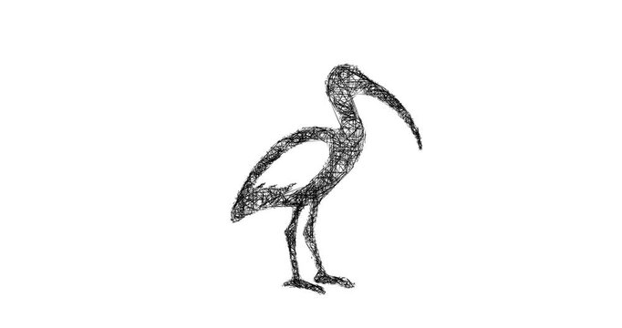 Sketch ibis icon animation - smooth progressive reveal