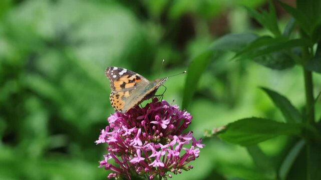 The Painted Lady Butterfly, Vanessa cardui, is a migratory species that arrives in the UK from Europe and Africa. Late Spring. UK