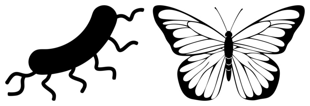 Stark black graphic featuring a delicate winged insect and a single celled germ. This set includes a lepidoptera specimen alongside a tiny bug and rod shaped bacterium.