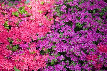Obraz premium Azalea flowering shrubs, often classified as part of the genus Rhododendron