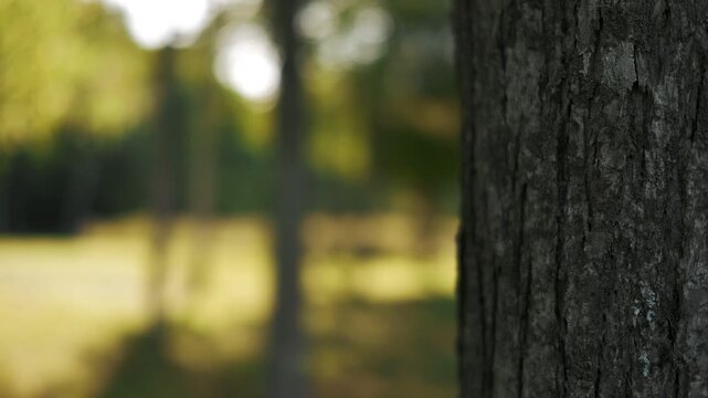 Close-up of a tree trunk in the foreground with a park landscape in the background
