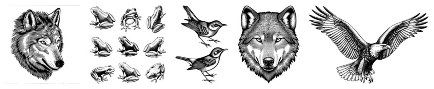 Detailed engraving of a timber wolf, forest songbirds, and various frogs. This wildlife set features a grey wolf, woodland birds, and amphibians in a classic pen and ink style.