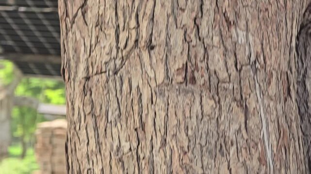 Textured tree bark close up, rough brown wood trunk surface, natural timber skin detail in outdoor forest setting