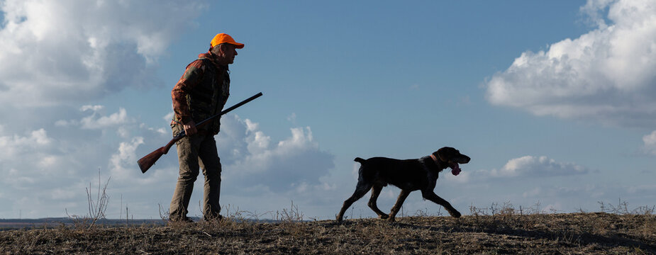 Mature man hunter with gun while walking on field with your dogs