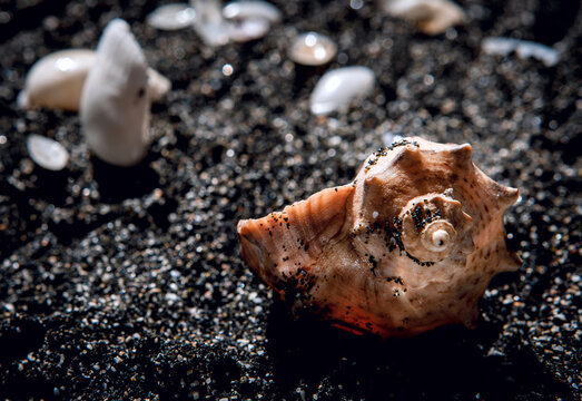 A beautiful sea shell lying on dark sand