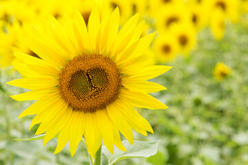 Obraz premium sunflower. Yellow sunflowers, good harvest, bright sunny flower. farming, vegetable garden, field, growing seeds for oil. health benefits, Sunflower oil improves skin health, promote cell regeneration