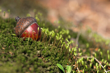 the acorn lies on the green moss of the autumn forest. juicy green moss and acorn, spring in the forest, bright natural background. acorn in an oak park, close-up, place for text © Oleksandr Filatov