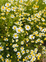 field of daisies © Елена Платонова