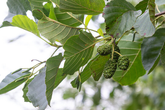 Common alder branches showcasing green catkins and developing cones in a natural setting during late spring