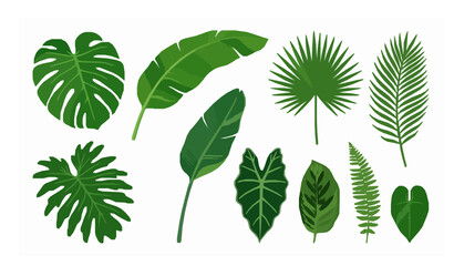 Tropical Green Leaves Collection Vector Set with Monstera Palm and Jungle Foliage © Ezaz